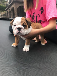 Additional photos: 3 healthy English bulldog puppies available for sale