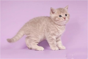 Photo №3. Scottish Fold and Straight kittens color Zinnomon, blue, mauve. Russian Federation