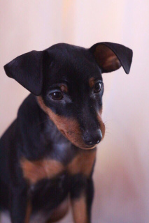 Photo №1. miniature pinscher - for sale in the city of Minsk | Negotiated | Announcement № 1300