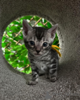 Photo №2 to announcement № 152719 for the sale of bengal cat - buy in Switzerland private announcement