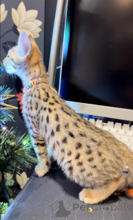 Photo №4. I will sell savannah cat in the city of Athens. private announcement - price - 361$
