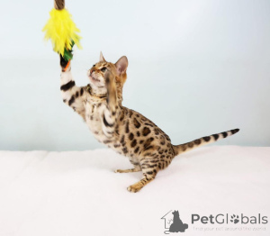 Photo №1. bengal cat - for sale in the city of Fribourg | 706$ | Announcement № 152653