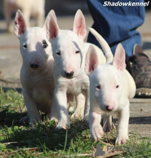 Additional photos: Mini bull terrier puppies