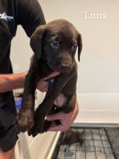 Photo №1. labrador retriever - for sale in the city of Vienna | 723$ | Announcement № 163842