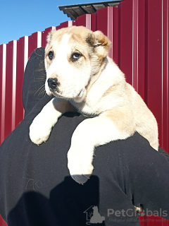 Photo №4. I will sell central asian shepherd dog in the city of Rechytsa. from nursery, breeder - price - 377$