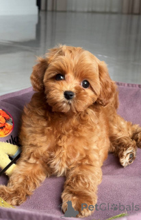 Photo №4. I will sell maltese dog in the city of Berlin. breeder - price - 1239$