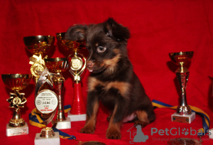 Photo №2 to announcement № 7625 for the sale of russkiy toy - buy in Ukraine from nursery, breeder
