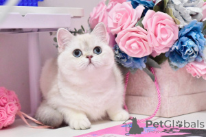 Photo №1. british shorthair - for sale in the city of Dnipro | 800$ | Announcement № 36928
