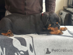 Photo №1. rottweiler - for sale in the city of Billnäs | 516$ | Announcement № 168900