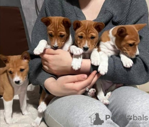 Photo №1. basenji - for sale in the city of Minsk | 642$ | Announcement № 94208