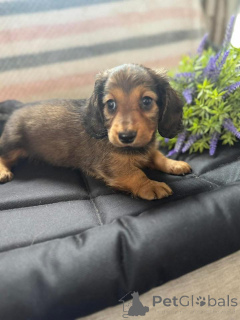 Photo №3. Urocze szczenięta jamnika do adopcji. Poland