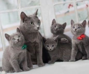 Photo №1. russian blue - for sale in the city of Moscow | 63$ | Announcement № 2165
