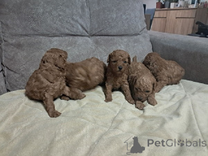 Photo №1. poodle (toy) - for sale in the city of Zrenjanin | negotiated | Announcement № 171105