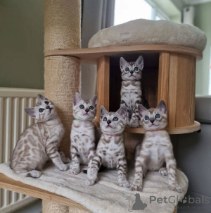 Photo №1. bengal cat - for sale in the city of Bremervörde | 329$ | Announcement № 150431