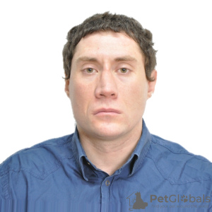 Photo №1. Services for the delivery and transportation of cats and dogs in the city of Москва. Announcement № 9263