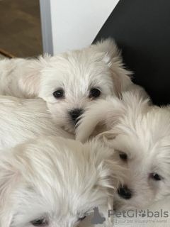 Photo №3. Maltese puppies. Serbia