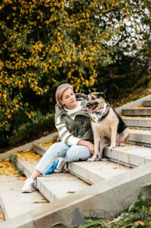 Photo №3. Dandy is waiting for his man. Moscow, Moscow. Russian Federation