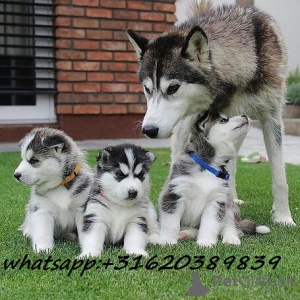 Photo №1. siberian husky - for sale in the city of Sakai | Is free | Announcement № 51329