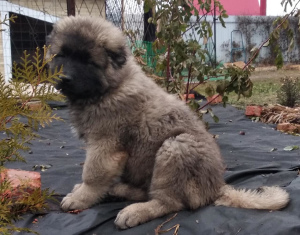 Photo №1. caucasian shepherd dog - for sale in the city of Krasnodar | Negotiated | Announcement № 4923