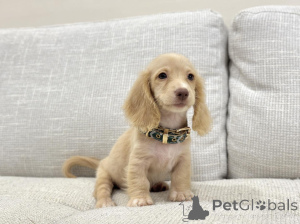 Photo №2 to announcement № 163656 for the sale of dachshund - buy in Germany breeder