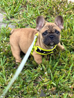 Photo №1. french bulldog - for sale in the city of Berlin | negotiated | Announcement № 163617