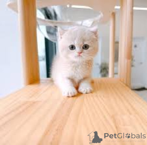 Photo №4. I will sell munchkin in the city of Antwerp. private announcement, breeder - price - 516$