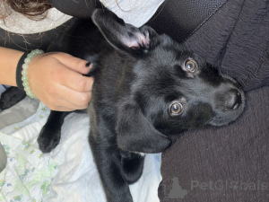 Photo №2 to announcement № 142949 for the sale of labrador retriever - buy in Lithuania private announcement