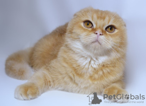 Photo №1. scottish fold - for sale in the city of Dnipro | 403$ | Announcement № 15693
