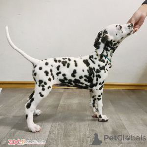 Photo №4. I will sell dalmatian dog in the city of Kiev. private announcement - price - 1081$