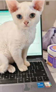 Photo №1. devon rex - for sale in the city of Hamburg | negotiated | Announcement № 160333