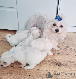 Photo №1. maltese dog - for sale in the city of Charleston | 300$ | Announcement № 103944