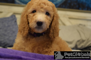 Photo №4. I will sell poodle (dwarf) in the city of Upland. private announcement - price - 600$