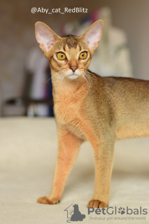 Photo №2 to announcement № 58181 for the sale of abyssinian cat - buy in Russian Federation from nursery, breeder