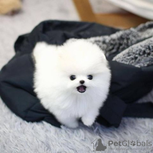 Photo №1. pomeranian - for sale in the city of Münster | 471$ | Announcement № 130359