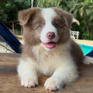 Photo №1. border collie - for sale in the city of Berlin | negotiated | Announcement № 166819