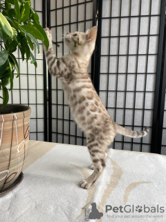 Additional photos: Snowy Bengal boy for breeding or pets