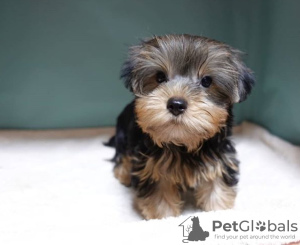 Photo №2 to announcement № 8122 for the sale of yorkshire terrier - buy in Russian Federation breeder