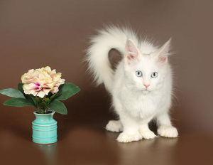 Photo №4. I will sell maine coon in the city of Moscow. private announcement, from nursery, breeder - price - 400$