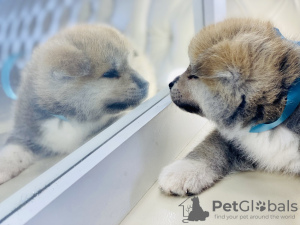 Photo №1. akita - for sale in the city of Izhevsk | 683$ | Announcement № 10925