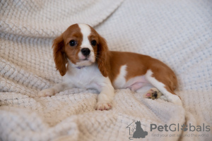 Photo №2 to announcement № 43858 for the sale of cavalier king charles spaniel - buy in Czech Republic private announcement