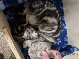 Photo №1. british shorthair - for sale in the city of Dendermond | 465$ | Announcement № 176167