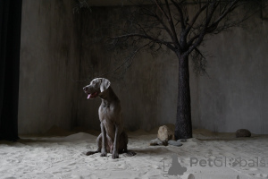 Photo №4. Mating weimaraner in Russian Federation. Announcement № 139215