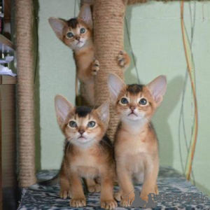 Photo №1. abyssinian cat - for sale in the city of Berlin | negotiated | Announcement № 174743