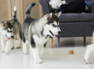Photo №1. alaskan malamute - for sale in the city of Petrozavodsk | 562$ | Announcement № 2608