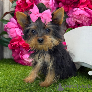 Photo №3. Yorkshire Terrier Female 16 weeks old Ready to go home. United States