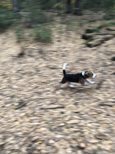 Additional photos: Beagle puppy