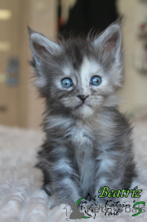 Photo №4. I will sell maine coon in the city of St. Petersburg. private announcement, from nursery, breeder - price - 42264$