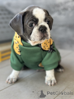 Photo №1. puggle - for sale in the city of Sivats | negotiated | Announcement № 155043