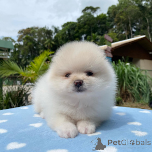 Photo №1. german spitz - for sale in the city of Bonndorf | negotiated | Announcement № 144459