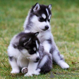 Photo №1. siberian husky - for sale in the city of Houston | 280$ | Announcement № 26246